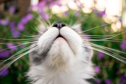 Als de snuit gezond is, is de kat gelukkig.