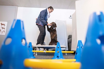 Hond Pilates wordt uitgevoerd op de trampoline aan de muur. Aan de voorkant kunnen de viervoeters hun energie kwijt door horden te springen.