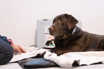 Saida op de magneetveldmat. De hond gaat er zelf op liggen als ze het nodig heeft.