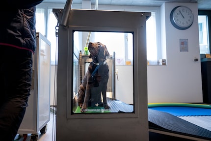 De helling maakt het makkelijker voor gehandicapte en getraumatiseerde honden om erin en eruit te komen.