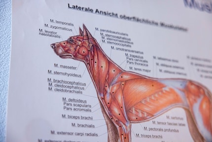 De anatomie van honden lijkt op die van ons. Binia-Maria Reinmuth-Hürzeler is blij dat ze voorkennis had.