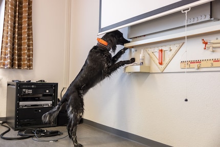 Goede cijfers voor Anora: de hond heeft het geld in een mum van tijd opgespoord.