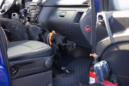 Zelfs de crystal meth in de auto is niet veilig voor de hond.