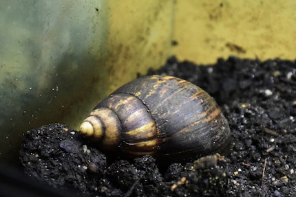 Mooi om naar te kijken: Agaatslakken zijn betoverend met hun schelpen met vaak patronen.