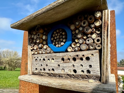 Schon älter, aber immer noch beliebt ist dieses Insektenhotel in unserem Garten. Die geschlossenen Röhren sind bereits besetzt und könnten Brut enthalten.