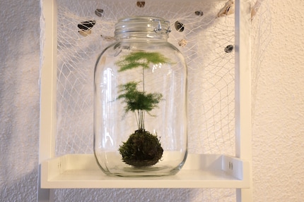 Mijn Kokedama gedijt goed in zijn mini-kas.