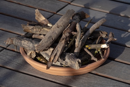 Het dode hout creëert een plek voor nieuw leven. De cyclus van het leven. Wow, zo poëtisch.