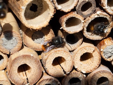 Wanneer je een insectenhotel koopt, let dan op de materiaalkeuze. Anders kijk je in de gootsteen.