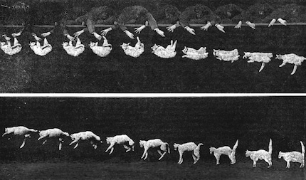 Étienne-Jules Marey onthulde het geheim van vallende katten.