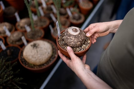 In autumn, caudiciform plants retreat into a bulb on the surface of the soil to «hibernate».