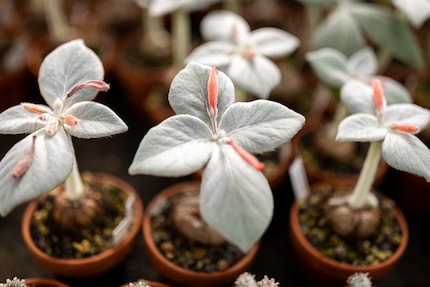Enchanting: the Rechsteineria leucotricha in full bloom.