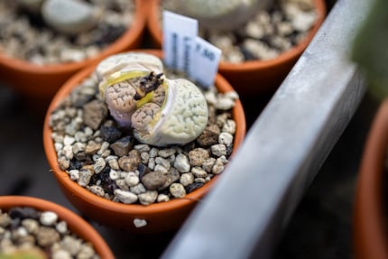 This living stone wears the perfect camouflage.