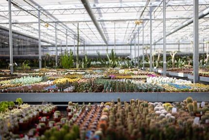 A feast for the eyes: 100,000 plants, 800 species.