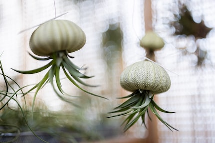 Jellyfish-style or fairy-hair-style: these plants cling to any surface they can.