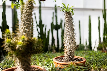 After a stint at the Kakteen Gautschi spa hotel, the Madagascar palm went back to standing tall.