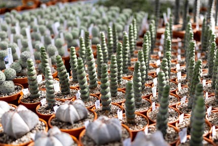 Is that a succulent or a Twister? One thing’s for sure, you’d better not lick the Eulychnia castanea.