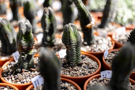 The ribbing on this Crassula pyramidalis is wild.