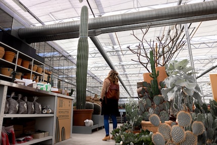The dwarf and the giant: I’m filled with awe looking up at the Pachycereus pringlei.