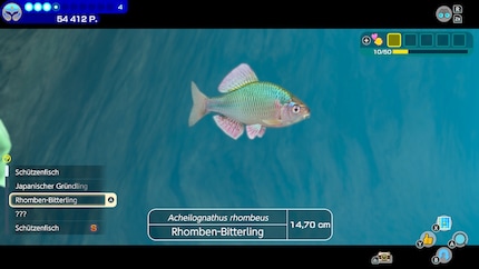 The rhomboid bitterling looks very good.