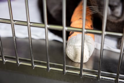 De kartuizerkat wacht met zijn ingezwachtelde poot op ontslag uit het ziekenhuis.