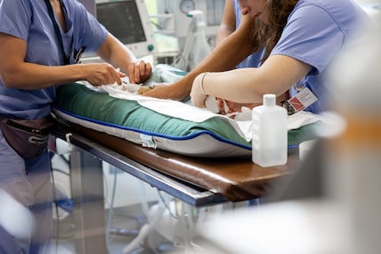 De Chihuahua wordt verdoofd voor een hydrocephalus behandeling.