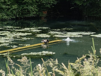 The limit is 170 mm.