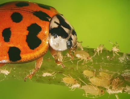 Mooi, maar problematisch: het Aziatische lieveheersbeestje kan zich te veel verspreiden en andere nuttige insecten schaden.