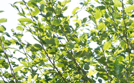 Die chromatische Aberration: Sie existiert noch, wird aber nur in Extremfällen sichtbar.
