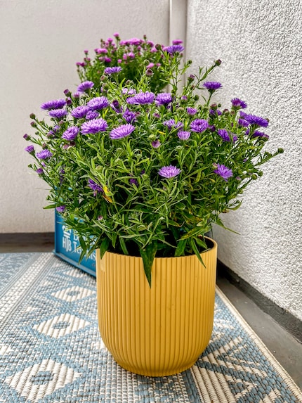 Eine große Pflanze wie diese Winteraster verleiht dem Plastiktopf draußen die nötige Stabilität.