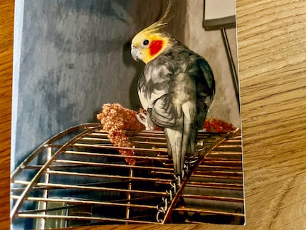 Dit is Iko. Hij was mijn eerste nymphie. Iko was een wildkleurige haan. De gele kop en rode wangen zijn typisch voor deze kleur en dit geslacht.