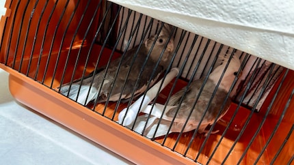 Rio en Cookie in hun transportbox. Ze zijn not amused.