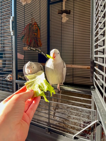 Mijn kleine salademonsters. Kaketielen kunnen en moeten elke dag wat fruit of groente eten.