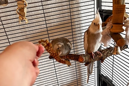 Rio, als hij voor het eerst de gierst uit mijn hand durft te eten. Schattig, hè?