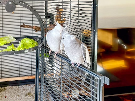 Rio (vooraan) en Cookie zijn witkopnimfen. Ze missen de gele kop en rode wangen.