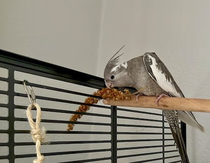 Rio gebruikt het dakterras voor een snack.