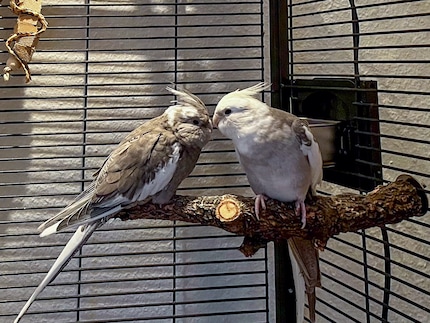 Rio en Cookie chillen 's avonds op hun favoriete zitstok. Overigens kijkt Rio (links) momenteel een beetje verward omdat hij op het punt staat te ruien.
