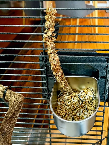 In totaal hebben mijn nimfen twee etensbakjes in hun kooi. Zodat er geen ruzie ontstaat.