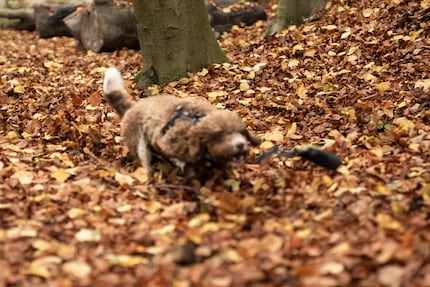 Een bruine hond te midden van bruine bladeren overweldigt soms zelfs de beste autofocus. Vooral als ik hem geen hints geef.