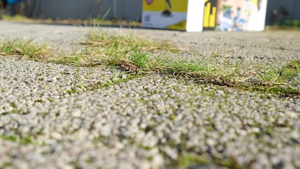 Grass before: growing cheekily out of the joints.