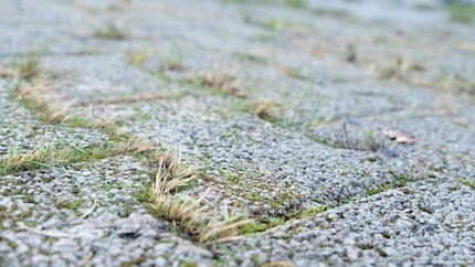 Grass after: still there, but at least shorter.