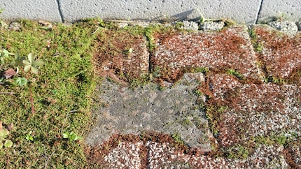 I can remove moss with the Kärcher device like a dental hygienist removes plaque.