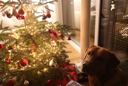Onze hond is de enige die altijd in is voor een fotoshoot voor de boom.