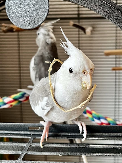 Cookie is duidelijk trots op zijn nieuwe accessoire.
