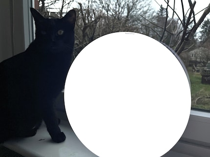  More daylight is also very popular with the cats.
