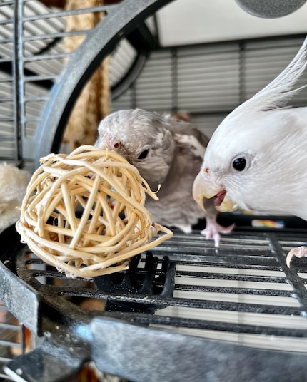 Cookie heeft het photobombing zelf ook ontdekt.