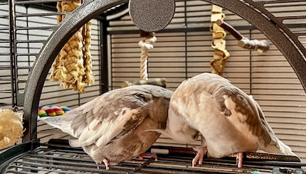 Rio en Cookie zijn het ook zelden eens over wie er begint met krabben. Jammer eigenlijk. Want uiteindelijk wordt er vaak niemand geknuffeld.