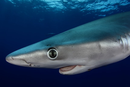 Nuno Sá gets up close and personal with sharks.
