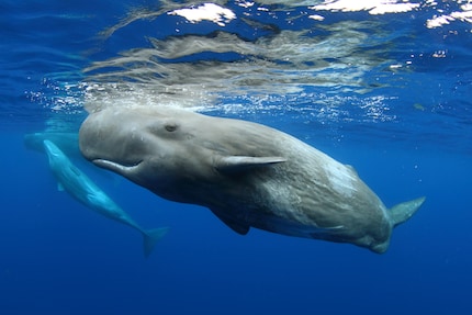 Fascinating encounters with whales.