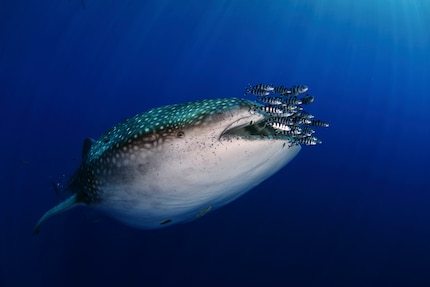 The appearance of whale sharks off the Azores turned into his first commission for National Geographic Portugal.
