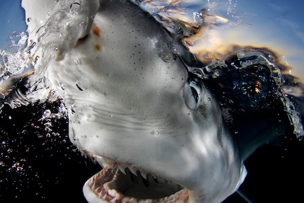 A deep look into the eyes and mouths of fascinating predators.